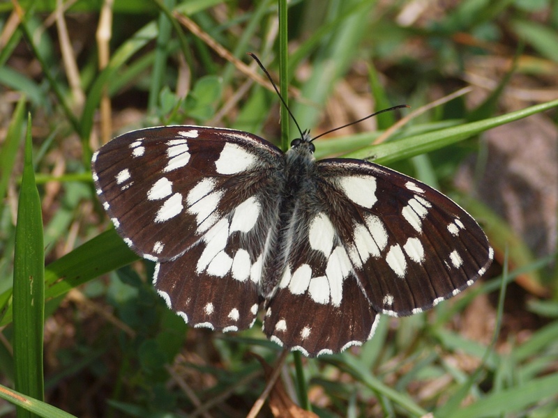 Melanargia galathea